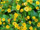 Mlanpodium, Melanpodium paludosum