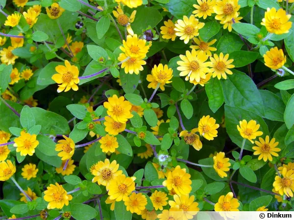 Mlanpodium, Melanpodium paludosum