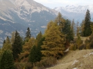 Le mlze, l'arbre d'or des montagnes