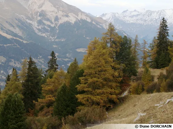 Le mélèze, un conifère aux teintes d'or à l'automne