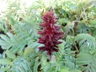 Grande mlianthe, Melianthus major