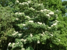 Meliosma pinnata var oldhamii (Miq ex Maxim)