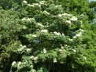 Meliosma pinnata var oldhamii (Miq ex Maxim)