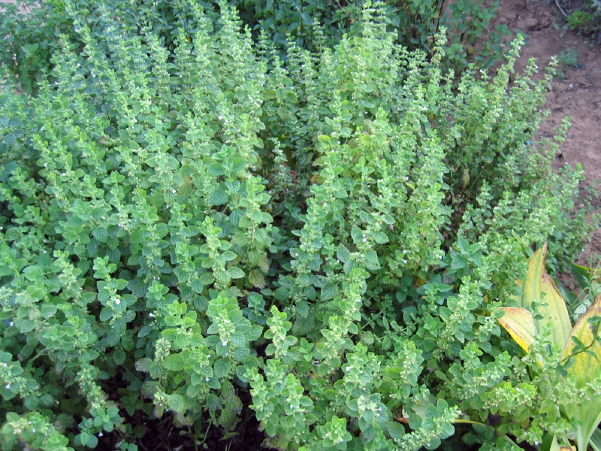 Mlisse officinale, Mlisse citronnelle : planter, cultiver, rcolter