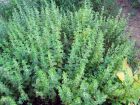 Mlisse officinale, Mlisse citronnelle, Melissa officinalis