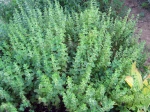 M�lisse citronnelle, Melissa officinalis