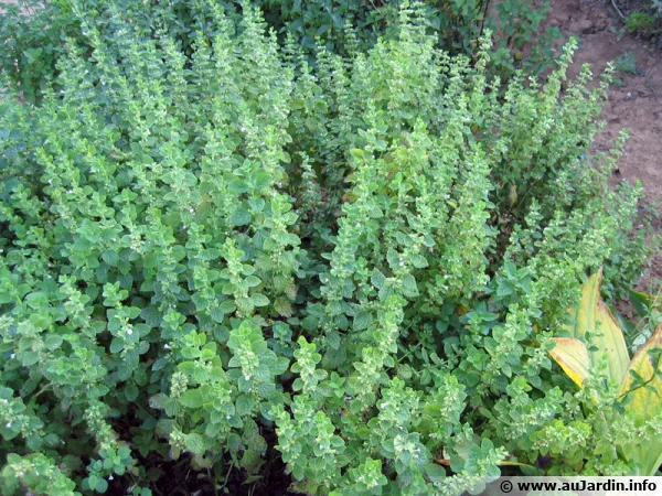 Mélisse citronnelle, Melissa officinalis