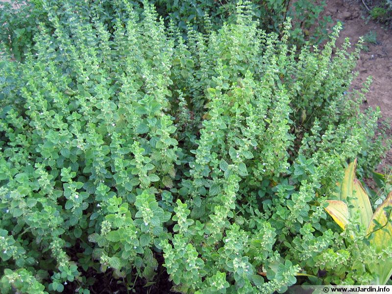 Mélisse officinale, Mélisse citronnelle planter, cultiver, récolter