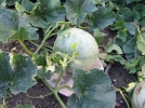 Tailler le melon pour plus de fruits