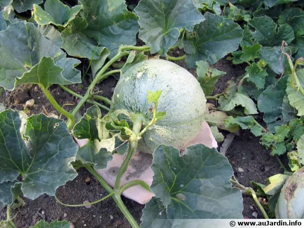 Des melons au potager