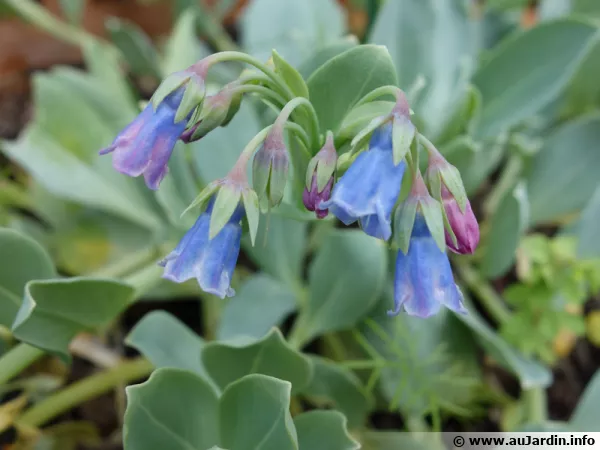 Mertensie maritime, Huître potagère, Huître végétale, Sanguine de mer, Mertensia maritima