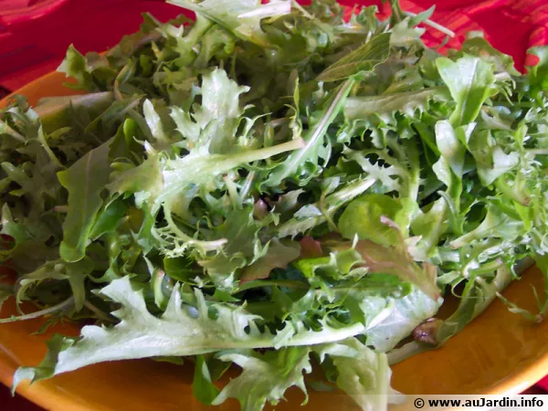 Cultiver son mesclun