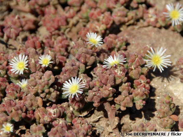 Ficoïde nodiflore, Ficoïde à fleur nodale, Mesembryanthemum nodiflorum