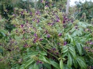 Glycine persistante, Glycine d't, Millettia japonica 'Satsuma'