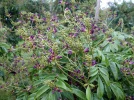 Glycine persistante, Glycine d'�t�, Millettia japonica 'Satsuma'