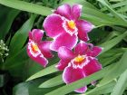 Orchidée-pensée, Miltonia, Miltoniopsis
