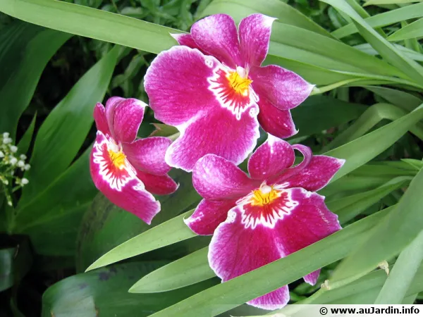 Miltoniopsis hybride