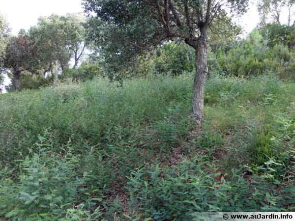 Le mimosa est une plante envahissante sur le littoral mditerranen, ici un sous-bois envahi