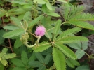 Mimosa pudique, Sensitive pudique, Mimosa pudica