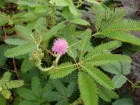 Mimosa pudique, Sensitive pudique, Mimosa pudica
