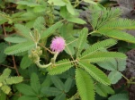 Fleur du Mimosa pudique, Sensitive pudique, Mimosa pudica