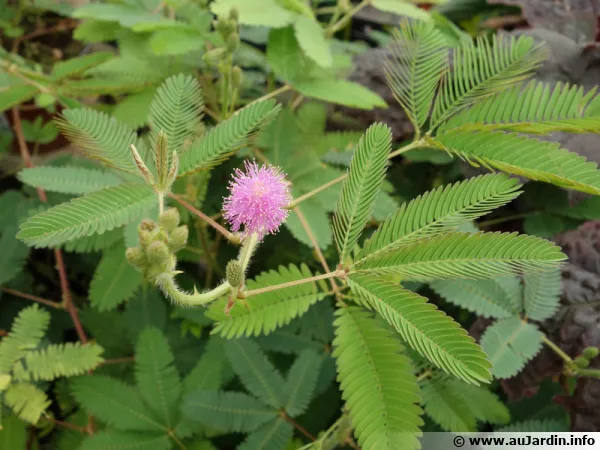 Fleur du Mimosa pudique, Sensitive pudique, Mimosa pudica
