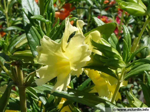 Mimule glutineux, Mimulus aurantiacus