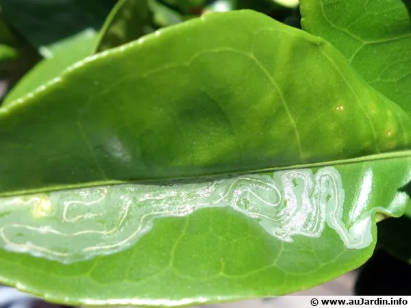 Phillocnistis citrella, mineuse des agrumes sur une feuille de citronnier
