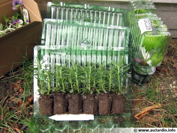 Les miniplants
