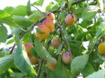 Mirabellier, Prunier à mirabelles, Prunus domestica ssp. syriaca Mirabellier, Prunier à mirabelles, Prunus domestica ssp. syriaca