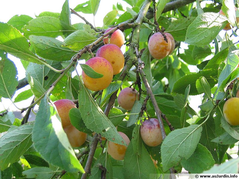 Mirabellier, Prunier à mirabelles : planter, cultiver, récolter