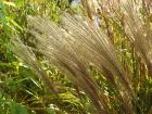 Roseau de chine, Eulalie, Miscanthus sinensis