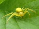 Prserver les araignes