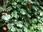 Faux philodendron, Monstera deliciosa