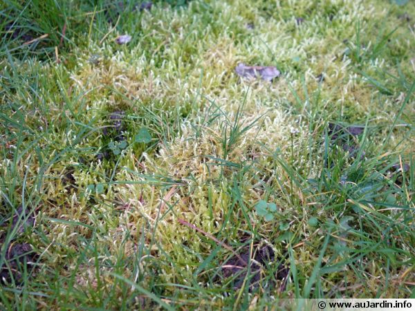 Mousse sur pelouse/gazon : comment la supprimer ?