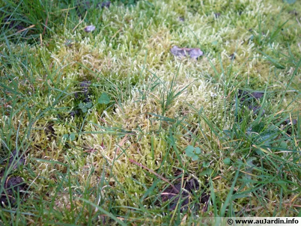 De la mousse se dveloppe dans la pelouse dans une zone ombrage