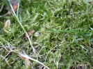 Comment liminer dfinitivement la mousse au jardin ?