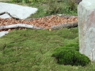 Apprivoiser la mousse au jardin