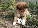 Comment rcompenser son chien?