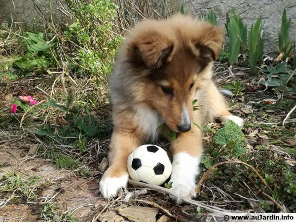 Moustic avec sa balle prfre !