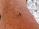 Soulager les piqres d'insectes