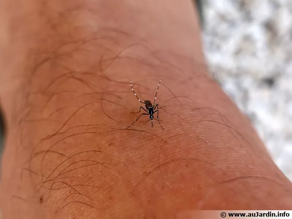 Toutjours désagréable, la piqûre de moustique !!