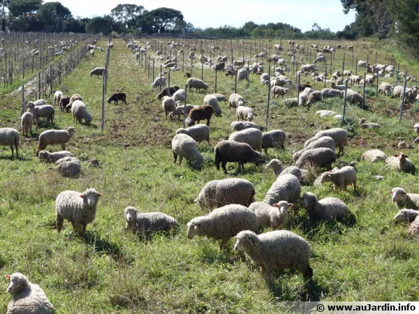 Des moutons dans les vignes pour tondre l'herbe