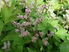 Mukdnie de Ross, Lierre de Mandchourie, Muckdenia rossii