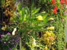 Des plantes sur les murs