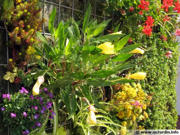 Des plantes sur les murs