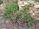 Des plantes pour les murets en pierres