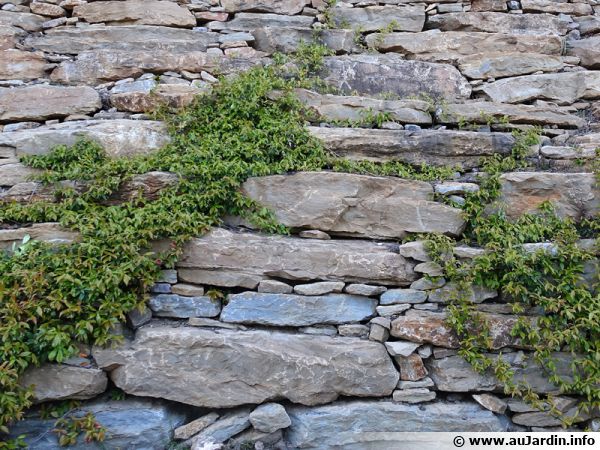 Un mur de pierres abrite de nombreux petits animaux comme les lézards et autres insectes