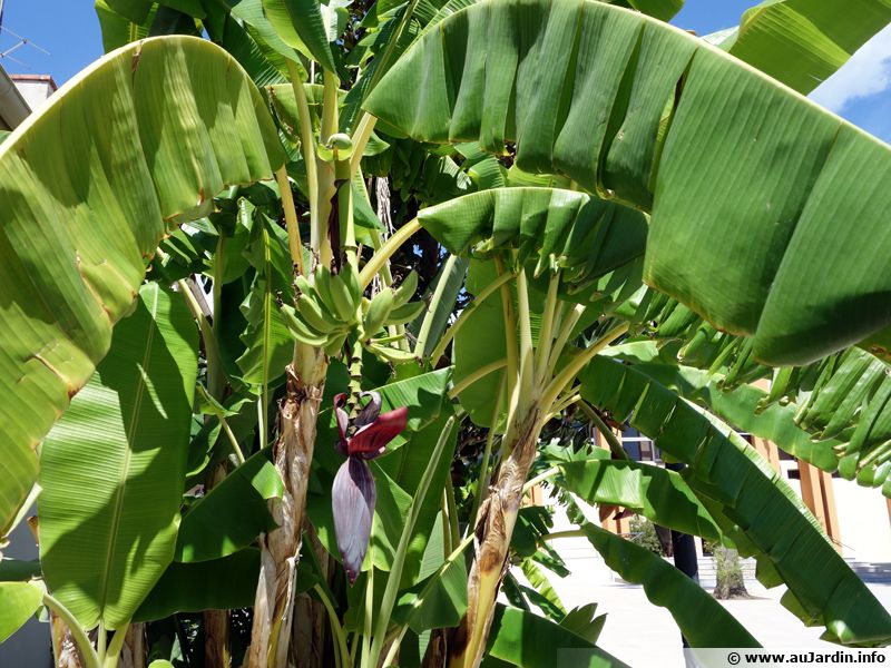 Bananier du Japon, Musa basjoo planter, cultiver, multiplier