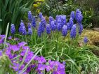 Les muscaris égayent de leurs grappes de fleurs bleues le jardin